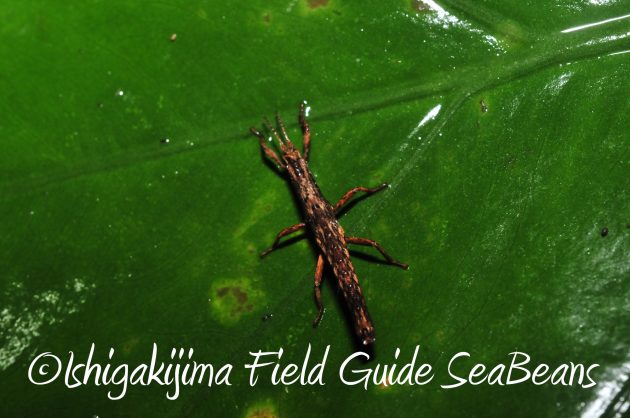 8.16石垣島ナイトツアー4