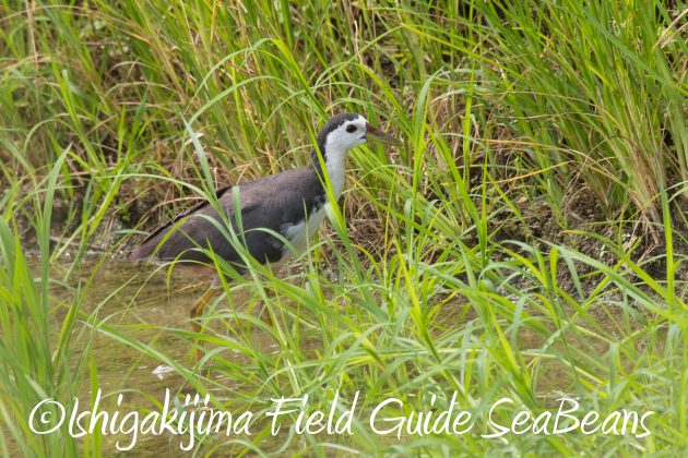 8月26日石垣島バードウオッチング＆野鳥撮影ガイド7