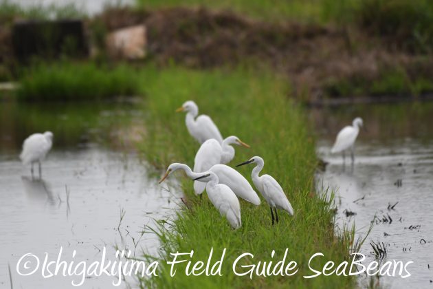8月12日石垣島バードウオッチング＆野鳥撮影5