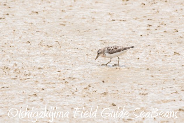 8月16日石垣島　バードウオッチング＆野鳥撮影ガイド16