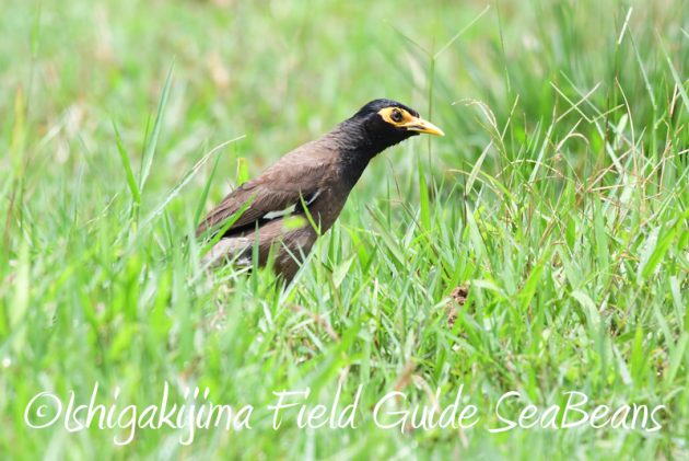 8月10日石垣島 バードウオッチング&野鳥撮影12