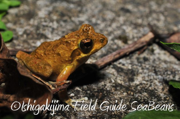 8月11日石垣島ナイトツアー2