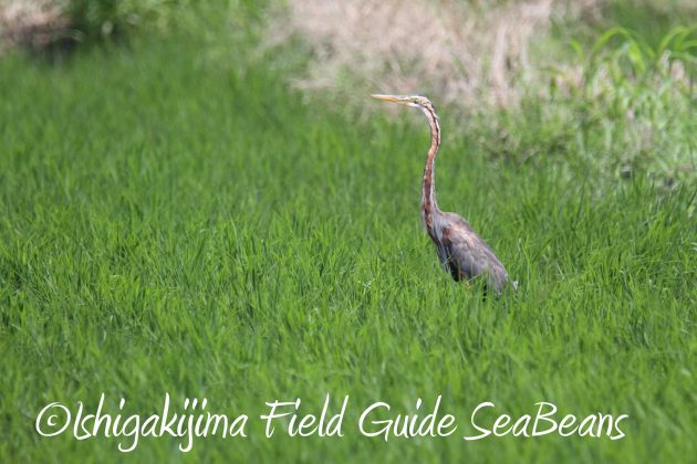 8月29日石垣島バードウオッチング&野鳥撮影5