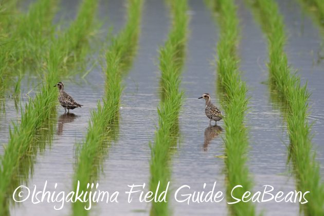 8月25日石垣島バードウオッチング＆野鳥撮影ガイド10