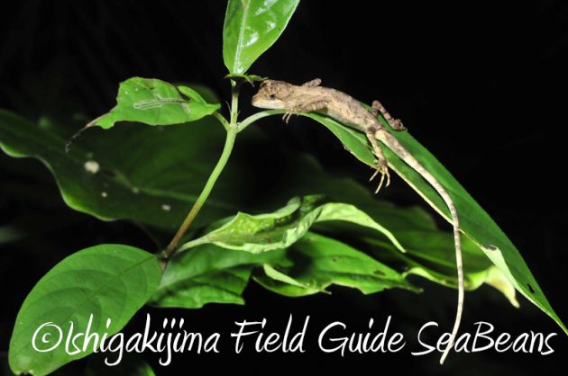 8月2日　石垣島ナイトツアー7