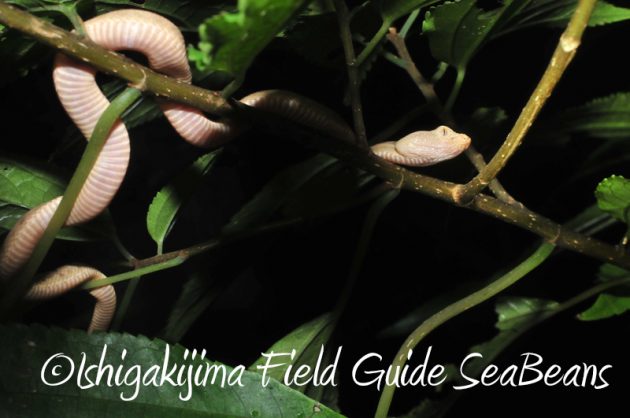 8月10日石垣島ナイトツアー9