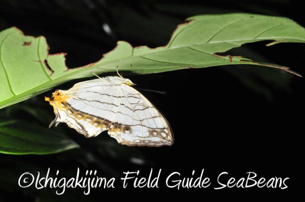 8月1日　石垣島ナイトツアー8