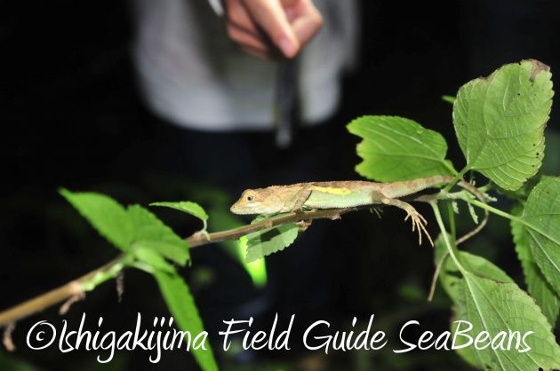 8月17日石垣島ナイトツアー17