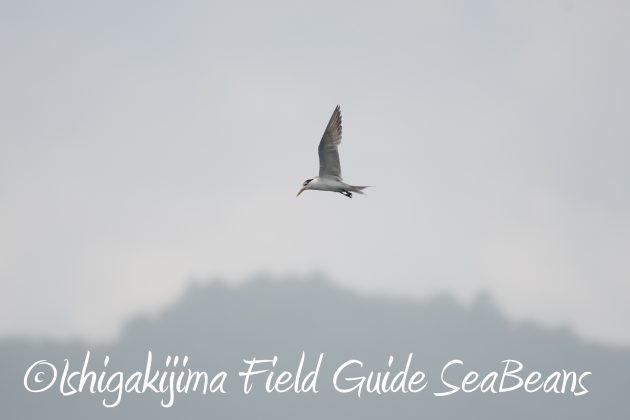 8.15石垣島バードウオッチング&野鳥撮影11