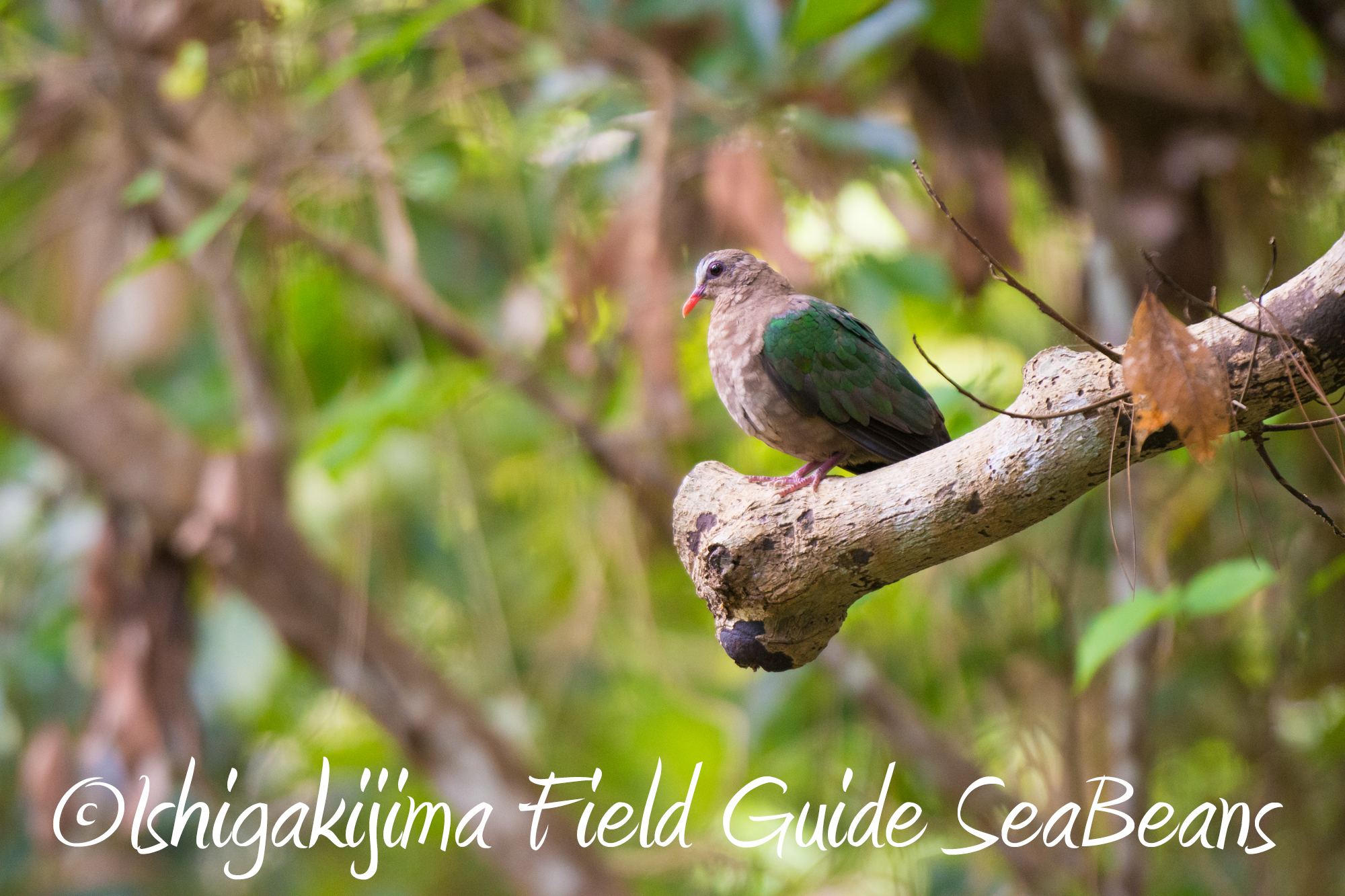 午後からは石垣島の野鳥をバードウオッチング＆野鳥撮影。