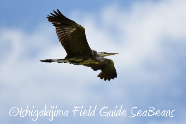 8月6日　石垣島の野鳥　バードウオッチング11