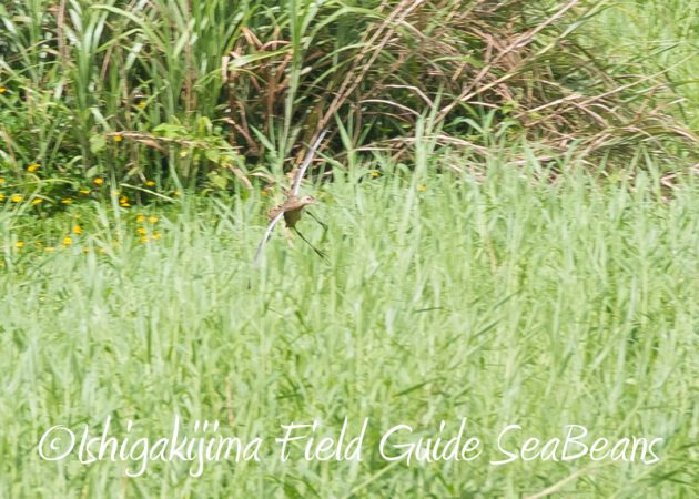 8月11日石垣島バードウオッチング＆野鳥撮影11