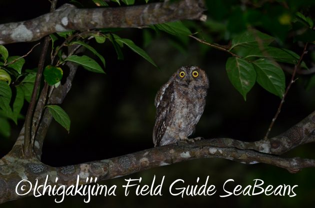 8月17日石垣島ナイトツアー2