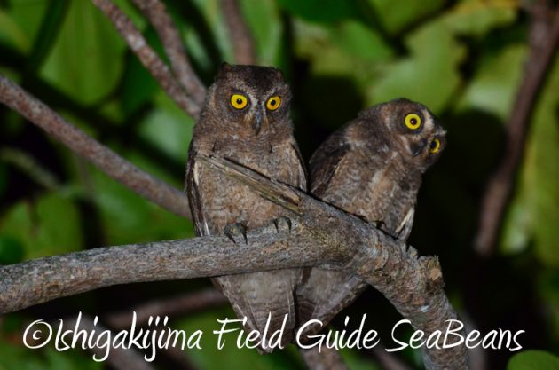 7月31日 石垣島ナイトツアー2