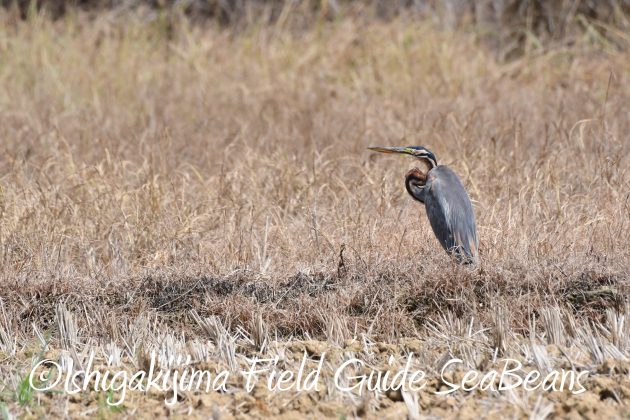 8月25日石垣島バードウオッチング＆野鳥撮影ガイド8