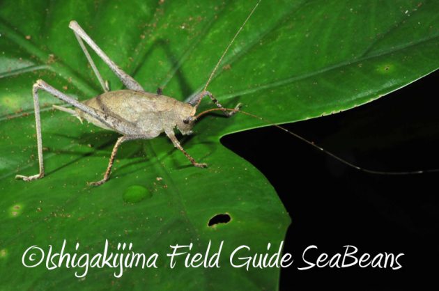 8月1日　石垣島ナイトツアー14