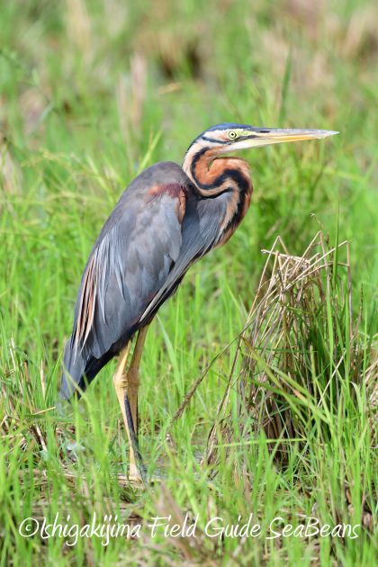 8月12日石垣島バードウオッチング＆野鳥撮影14