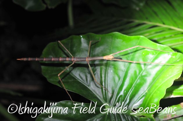 8月2日　石垣島ナイトツアー10