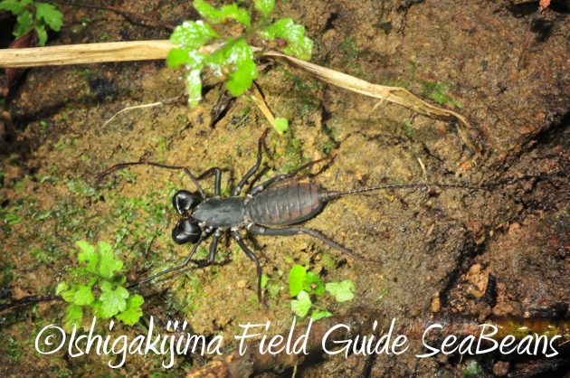 8月13日石垣島ナイトツアー10