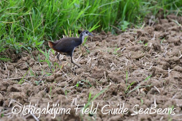 8月13日石垣島バードウオッチング＆野鳥撮影16
