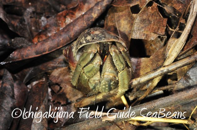 8月11日石垣島ナイトツアー11