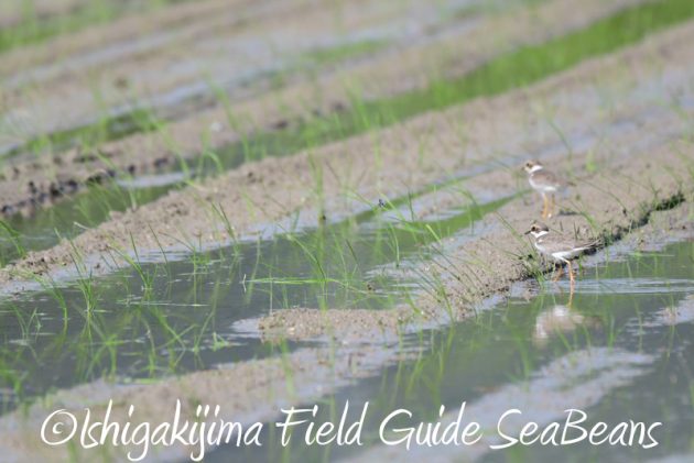 8月4日鳥獣保護区域等巡回調査6