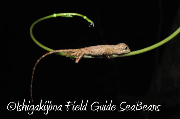 8月10日石垣島ナイトツアー18