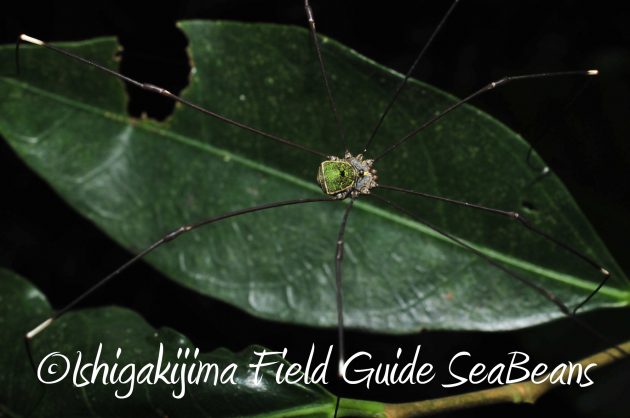 8月17日石垣島ナイトツアー5