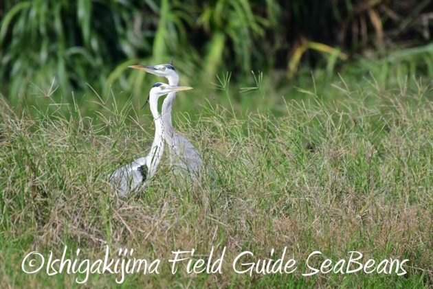 8月4日鳥獣保護区域等巡回調査8