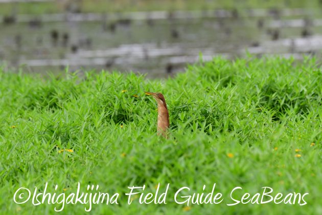 8月13日石垣島バードウオッチング＆野鳥撮影17