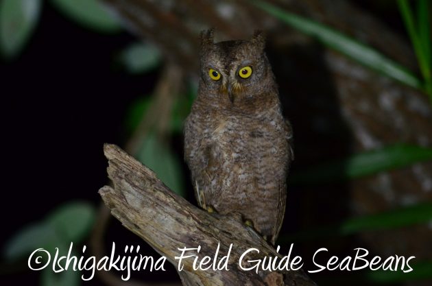 8月13日石垣島ナイトツアー3