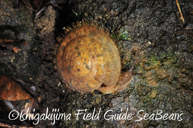 8月12日石垣島ナイトツアー8