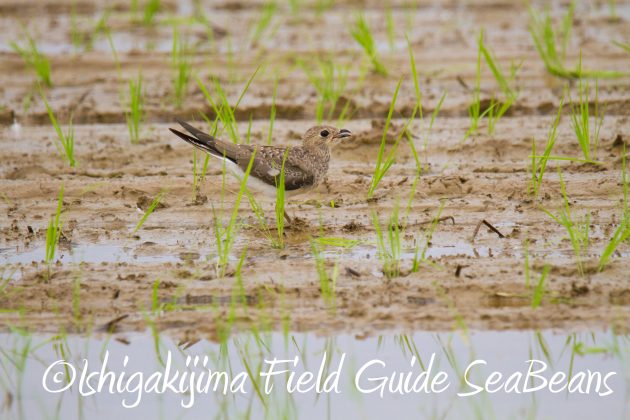 8月31日石垣島バードウオッチング＆野鳥撮影3