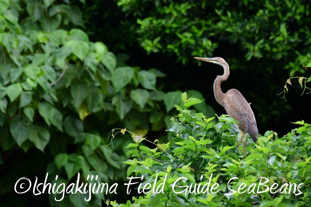8月12日石垣島バードウオッチング＆野鳥撮影13