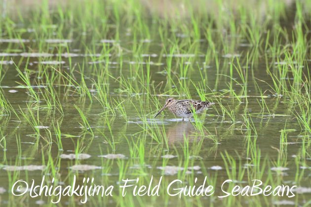 8月25日石垣島バードウオッチング＆野鳥撮影ガイド9