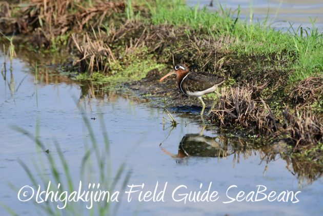 8月8日石垣島 バードウオッチング&野鳥撮影6