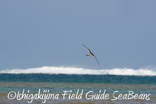 8月25日石垣島バードウオッチング＆野鳥撮影ガイド2