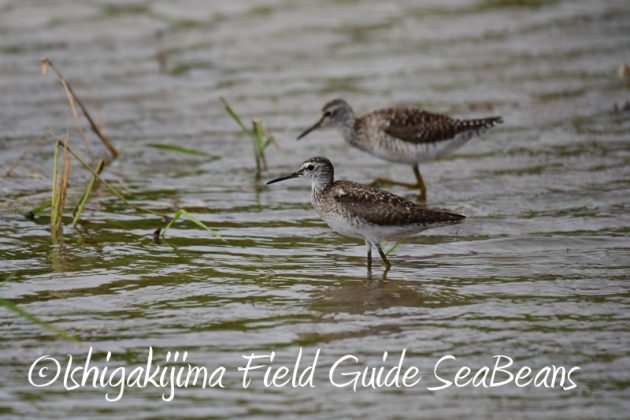 8月11日石垣島バードウオッチング＆野鳥撮影6