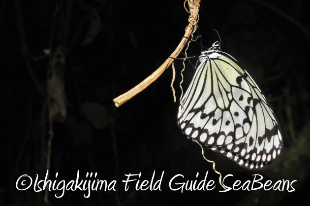 8月17日石垣島ナイトツアー18