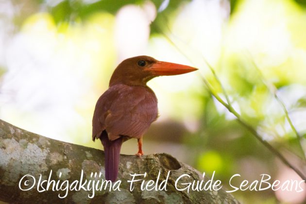 8月3日　石垣島　バードウオッチング8