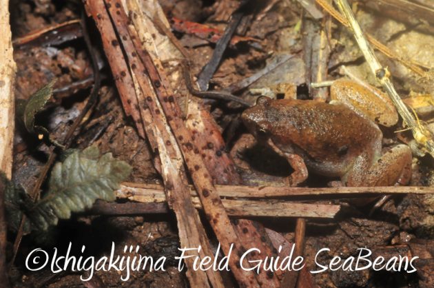 8月9日石垣島ナイトツアー12