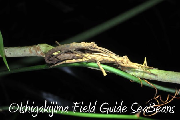 8月2日　石垣島ナイトツアー11