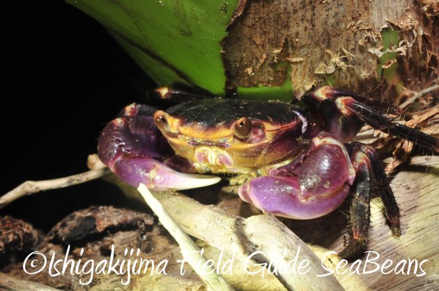 8月13日石垣島ナイトツアー9