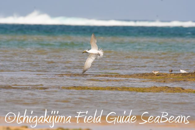 8月25日石垣島バードウオッチング＆野鳥撮影ガイド3