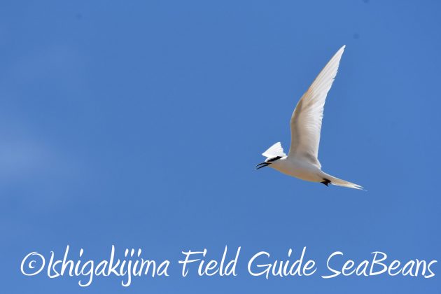 8月16日石垣島　バードウオッチング＆野鳥撮影ガイド10