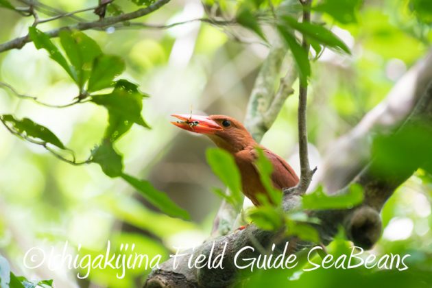 8月6日　石垣島の野鳥　バードウオッチング16