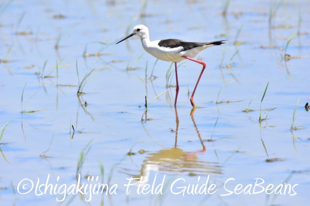 8月30日石垣島バードウオッチング＆野鳥撮影3