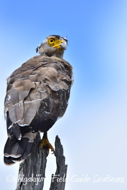 8月3日　石垣島　バードウオッチング10