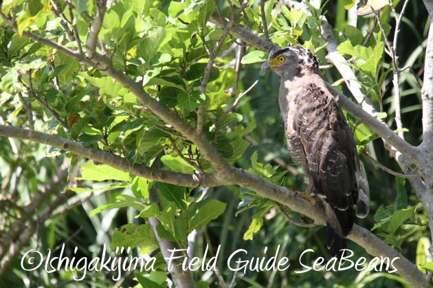 8月30日石垣島バードウオッチング＆野鳥撮影6