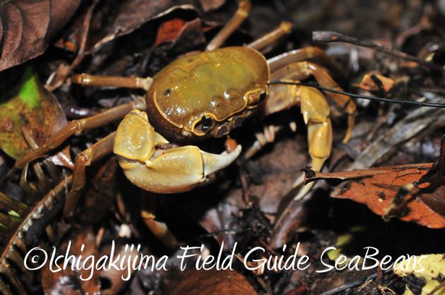 8月9日石垣島ナイトツアー9